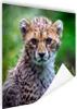 MuchoWow® Poster Porträt eines Geparden 100x100 cm - Produktbild-Vorschau 1