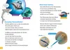 WAS IST WAS Erstes Lesen Band 16. Haie Produktbild-Vorschau 3