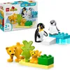 LEGO DUPLO Wildtier-Familien: Pinguine und Löwen – Produktbild-Vorschau 1