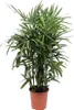 Rhapis excelsa 120 cm, średnica 27 cm – palma Lady Palm, Podgląd zdjęcia produktu 1