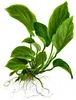 Mutterpflanze Aquarium Pflanze Anubias barteri XL AquaOne Produktbild-Vorschau 3