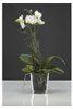 Orchideentopf Ø 12,5cm x 13,5cm | Glastopf Übertopf Produktbild-Vorschau 2