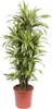 Drzewo smocze Dracaena Lemon Lime - wysokosc 150cm - Podgląd zdjęcia produktu 1
