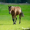Weidegras Paddock Pferde 15 kg = 1.666 m² Gras für Koppeln Produktbild-Vorschau 7