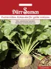 Futterrübe Eckendorfer gelbe Walzen | FutterRübensamen von Produktbild-Vorschau 3