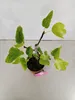 Ficus carica 'Black Mission' figovník, forma kríka, Náhľad obrázku produktu 4