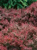 A dense planting of red and green bushes. Produktbild-Vorschau