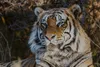 Vlies Fototapete PORTRÄT EINES TIGERS 375 x 250 cm (inkl. Produktbild-Vorschau 2