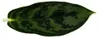Aglaonema Amazon Silver - Buntblättriger Kolbenfaden - Produktbild-Vorschau 2