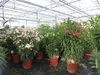 Oleander  110 - 130 cm Busch Nerium Krone Ø90 cm Produktbild-Vorschau 1