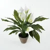 Spathiphyllum - Grün, Weiß Produktbild-Vorschau 9