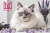 8x 3,8L Mersjo Lettiera per gatti al Silicio Lavanda – Anteprima dell’immagine prodotto 10