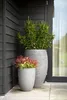 Two potted plants are placed next to a dark gray wooden wall and a glass door. Produktbild-Vorschau