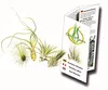 Tillandsien 4er-Mix, Tillandsia, Bromeliengewächs Produktbild-Vorschau 2