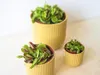 Gardners Dionaea, priemer 9 cm Náhľad obrázku produktu 4
