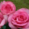 Růže  - Růže Kordes Eleganza® - Růže 'Sweet Parole'® Náhled obrázku produktu 2