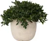 Pittospore du Japon - Pittosporum tobira nanum - Hauteur Voir les images du produit 6