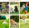 Pawhut PawHut agility překážky pro psy sada pro výcvik psů Náhled obrázku produktu 5