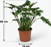 Green boutiQ - Zimmerpflanze - Philodendron - Philodendron Produktbild-Vorschau 3