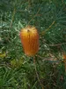 Haarnadel-banksia (Banksia spinulosa) - 5 zaden Productafbeelding-voorbeeld 2