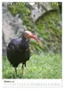 Der Waldrapp - Der etwas andere Vogel (Wandkalender 2027 Produktbild-Vorschau 13