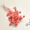 Schafgarbe Getrocknete - (Achillea) - Rosa Produktbild-Vorschau 3