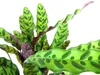 Gardners Calathea Lancifolia (Insignis), průměr 11-12 cm Náhled obrázku produktu 3