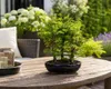 Outdoor Bonsai Urweltmammutbaum (Metasequoia) ca. 30 cm – Produktbild-Vorschau 3