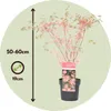 Japonský javor - Acer palmatum 'Taylor' - Výška 50-60cm - Náhľad obrázku produktu 2
