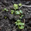 Close-up of young seedlings growing in dark soil, with a pair of tweezers gently touching one of the leaves. Náhled obrázku produktu