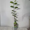 Magnolia George Henry Kern 2L Podgląd zdjęcia produktu 9