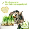 Artikelbild 13 von 'BIO Roggen' aus der Kategorie Getreidesamen Produktbild-Vorschau