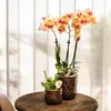 Kolibri Orchids – oranžová orchidej Phalaenopsis – výška 35 Náhled obrázku produktu 11