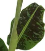 Bananaier nain - Musa 'Dwarf Cavendish' - Hauteur 90-100cm Voir les images du produit 4