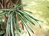 EUROPALMS Giglio verde, artificiale, 60 cm Anteprima dell’immagine prodotto 5
