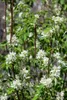 Amelanchier alnifolia 'Obelisk', Felsenbirne, 80–100 cm Produktbild-Vorschau 3