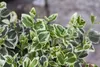 Euonymus fortunei 'Emerald Gaiety', Kriechspindel, Produktbild-Vorschau 5