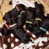 12 Stück Hundehalsband, Welpen-ID-Halsband, verstellbares Produktbild-Vorschau 2