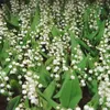 Maiglöckchen, im Topf - Convallaria majalis, weiß Produktbild-Vorschau 8