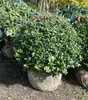 Ilex Crenata Convexa Kugeln Löffelilex Ø50-60cm (12 Stück Produktbild-Vorschau 3