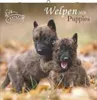 Alpha Edition - Welpen Kalender 2026 - Wandkalender 30x30 Produktbild-Vorschau 13