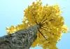 SAFLAX - Ginkgo - 4 Samen - Mit keimfreiem Anzuchtsubstrat Produktbild-Vorschau 4