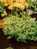 Ilex crenata 'Golden Gem', Japanische Stechpalme, goldgelb, Produktbild-Vorschau 13