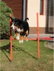 Merco Dog Trainer agility překážky pro psy balení 1 sada Náhled obrázku produktu 12
