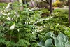 Stauden Gänge 1 x Dicentra spectabilis 'Alba' -  Weißes Produktbild-Vorschau 5