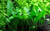 Aquarium Pflanze Anubias barteri angustifolia AquaOne Produktbild-Vorschau 1