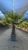 Trachycarpus Fortunei Palmier éventail chinois, 140-160 cm, Voir les images du produit 6
