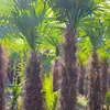 5 Stück XXL Stämme, Palme Trachycarpus fortunei - Produktbild-Vorschau 7