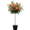 Rose ‘Mein München’ - Hochstamm  | 170–180 cm | Stammhöhe Produktbild-Vorschau 1