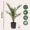 A potted plant with icons indicating its care needs. Podgląd zdjęcia produktu